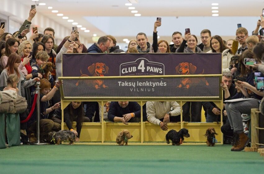 taksų lenktynės Kormotech