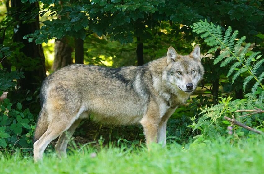  Baigėsi vilkų medžioklės sezonas: paaiškėjo, kiek plėšrūnų sumedžiota Kėdainiuose
