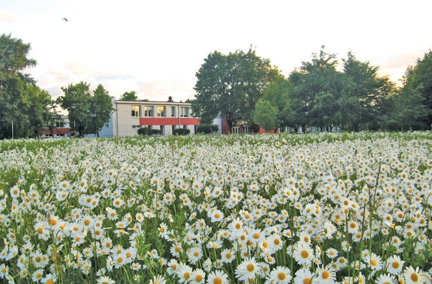 Ramunių pieva